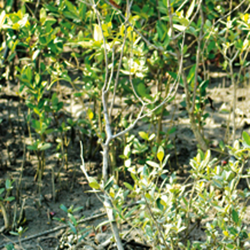 Mangroves as Bio Shield